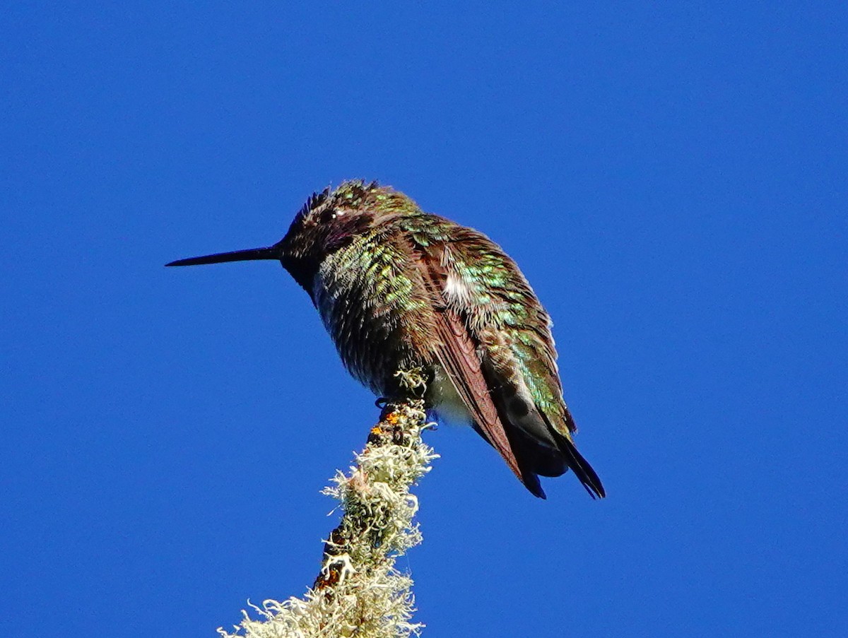 Anna's Hummingbird - ML620002367