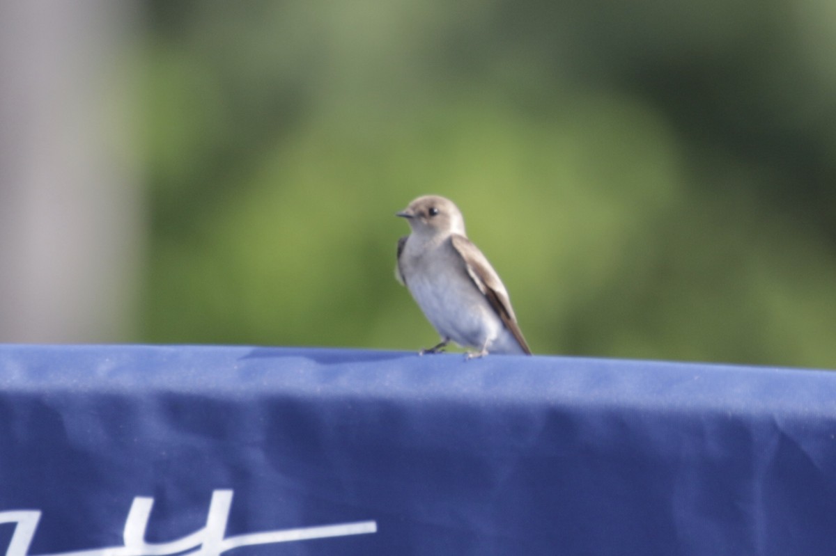 Northern Rough-winged Swallow - ML620002372