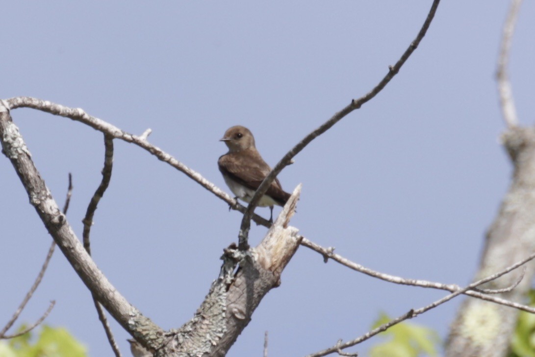 Northern Rough-winged Swallow - ML620002374