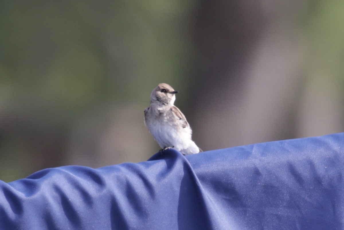 Golondrina Aserrada - ML620002375