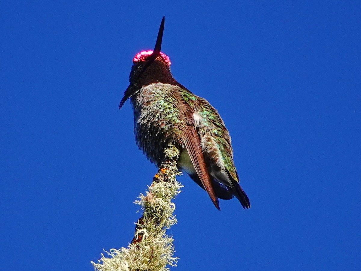 Anna's Hummingbird - ML620002381