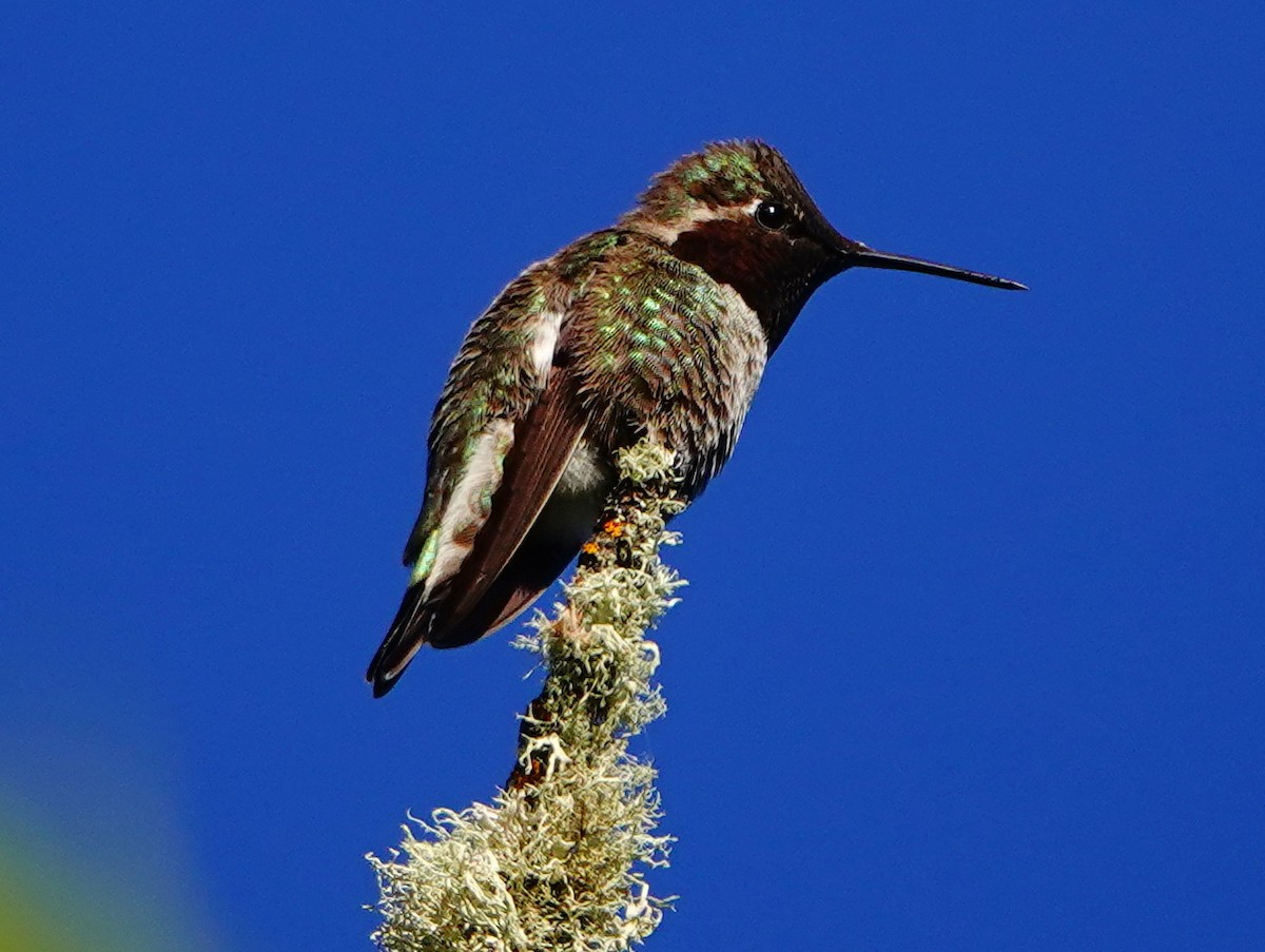 Anna's Hummingbird - ML620002395