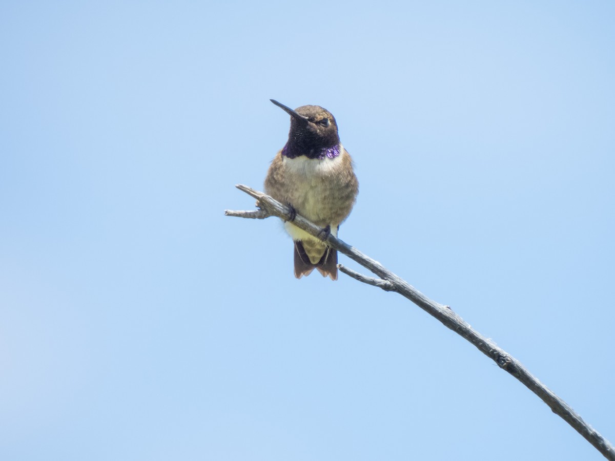 Black-chinned Hummingbird - ML620002402