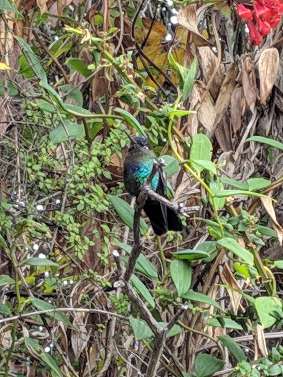 Fiery-throated Hummingbird - ML620002408