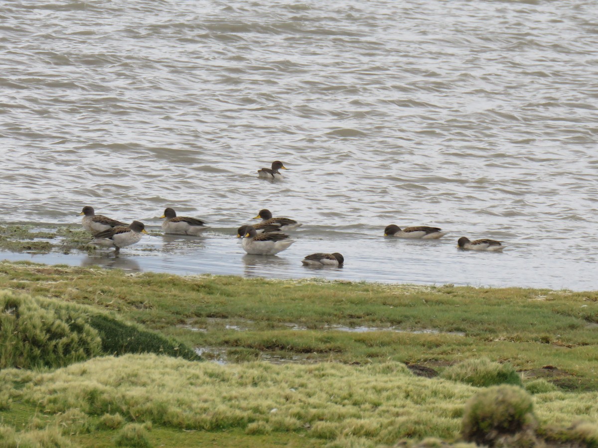 Yellow-billed Teal (oxyptera) - ML620002417