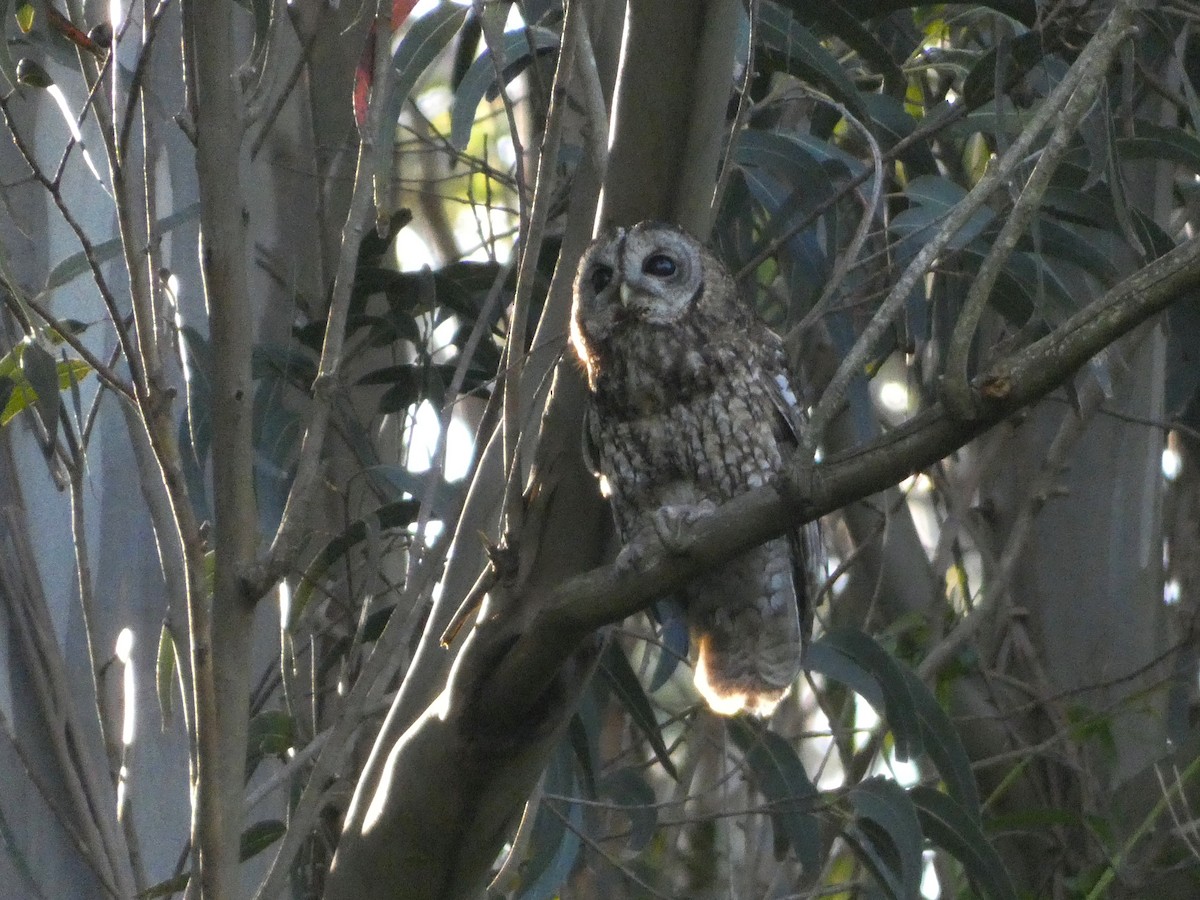 Tawny Owl - ML620002424