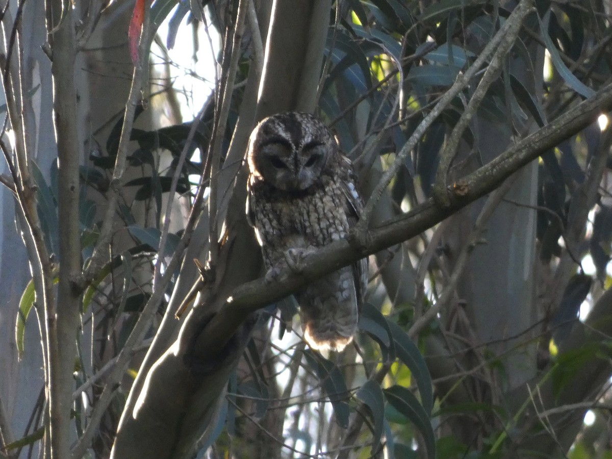 Tawny Owl - ML620002425