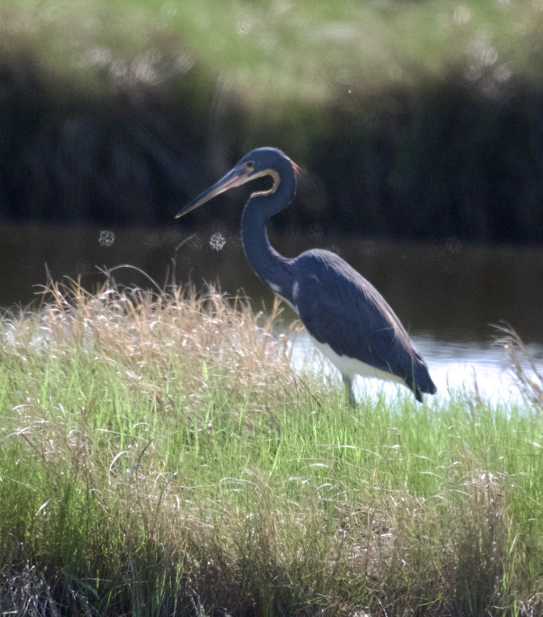 Tricolored Heron - ML620002428