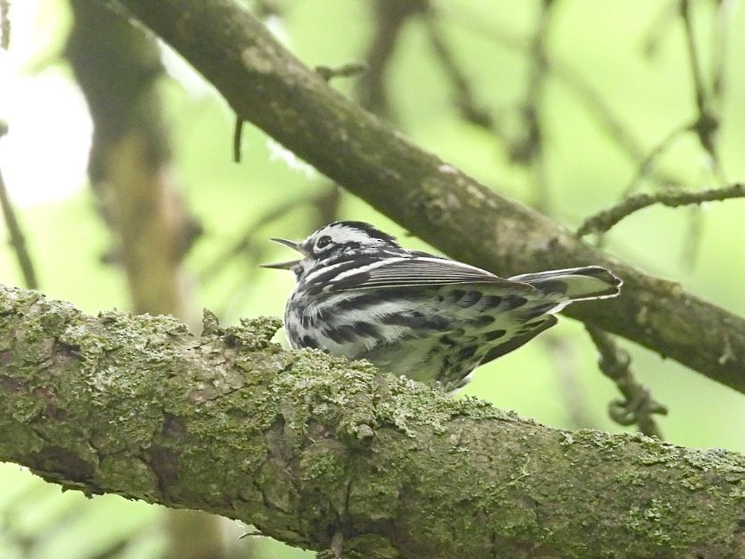 Black-and-white Warbler - ML620002433