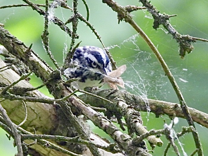 Black-and-white Warbler - ML620002434