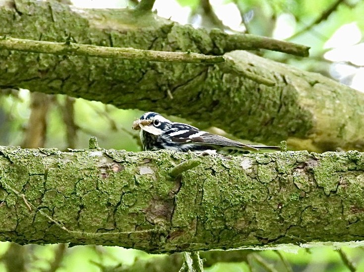 Black-and-white Warbler - ML620002435