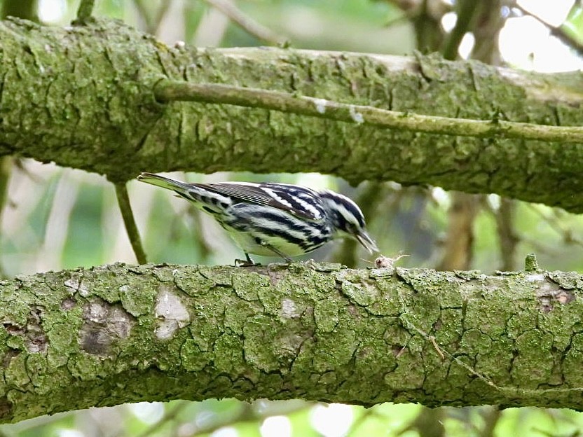 Black-and-white Warbler - ML620002436