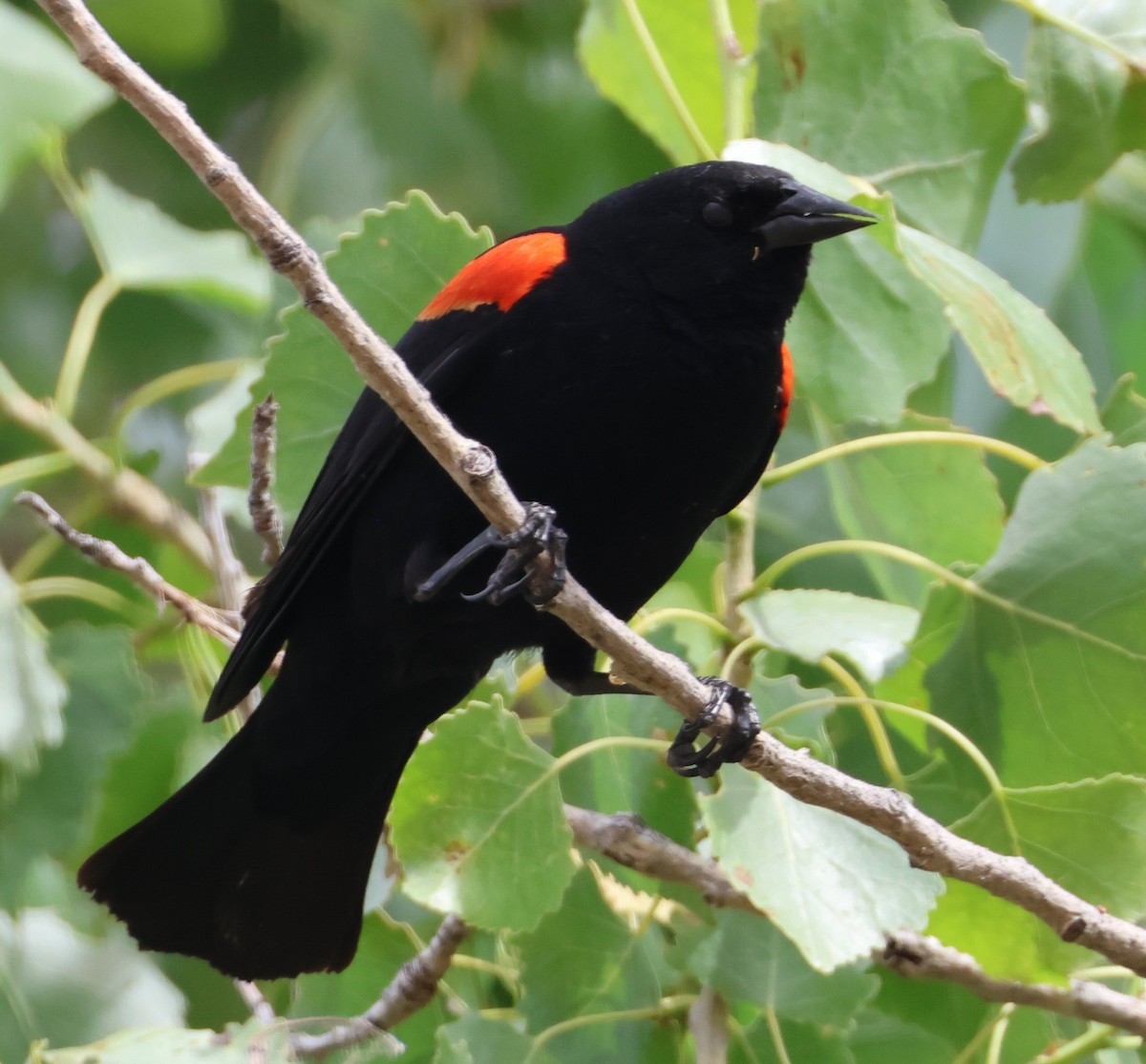 Red-winged Blackbird - ML620002442