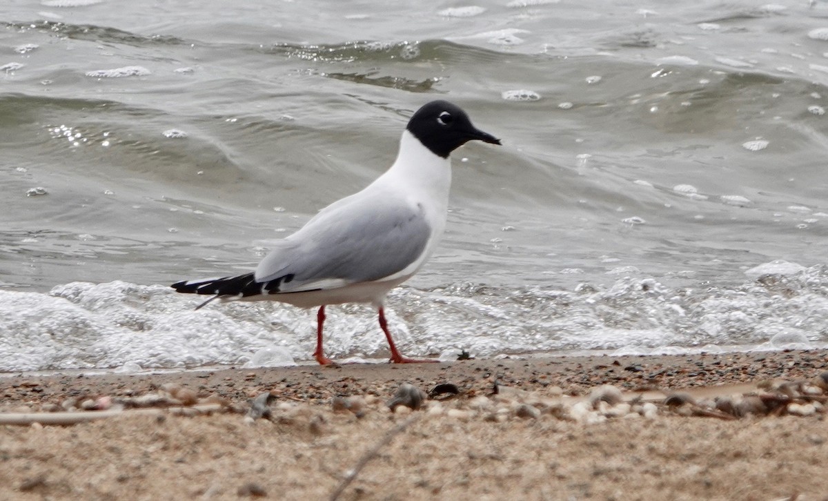 Bonaparte's Gull - ML620002450