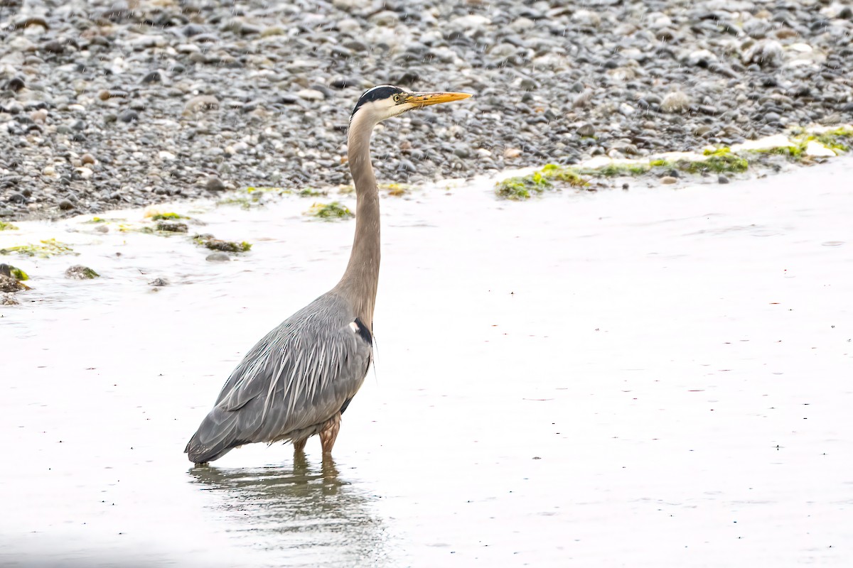 Great Blue Heron - ML620002453