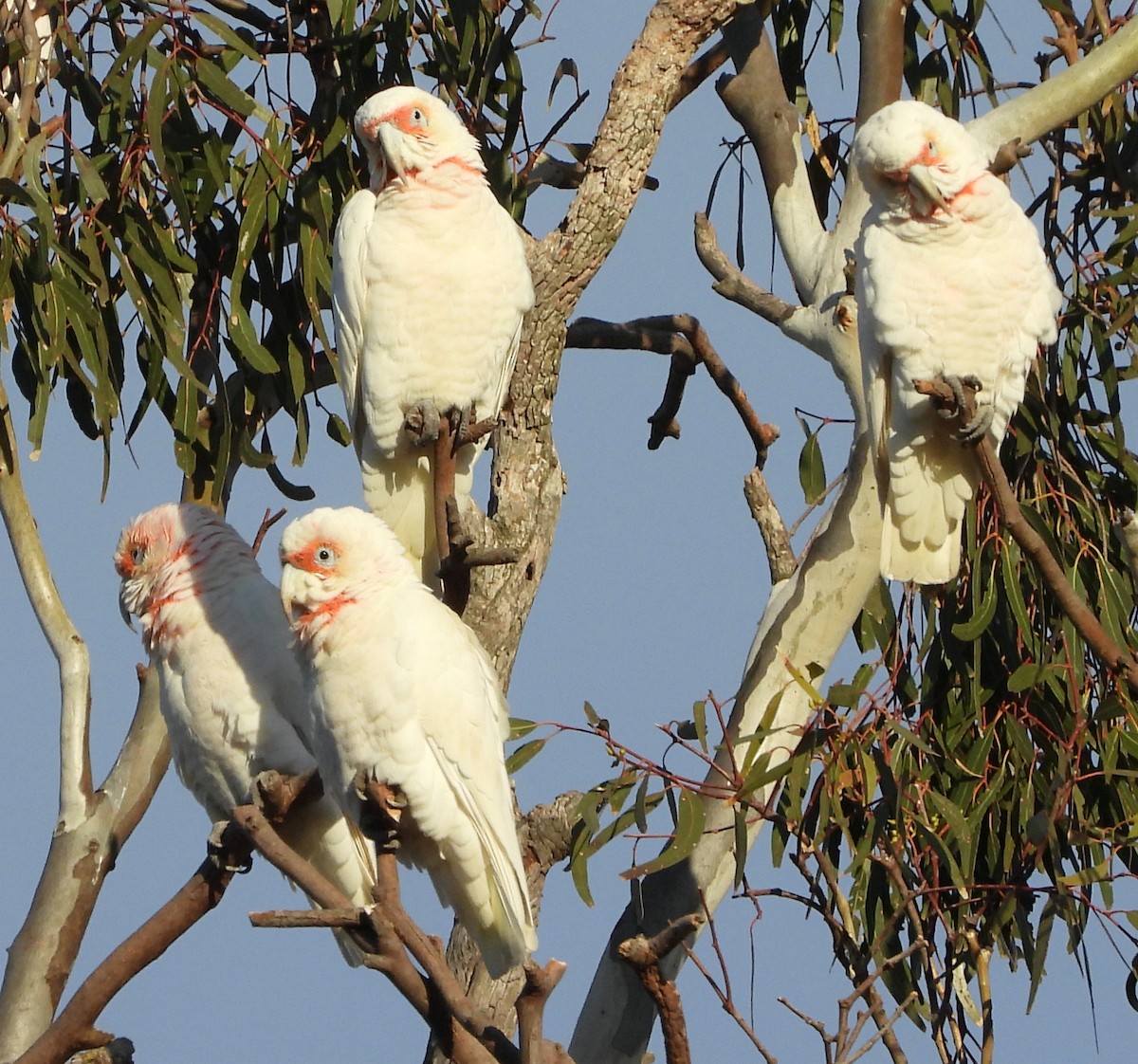 Long-billed Corella - ML620002457