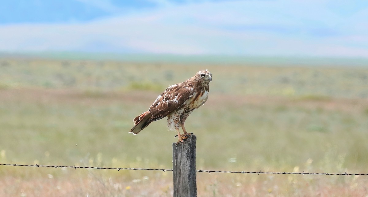 Red-tailed Hawk - ML620002458