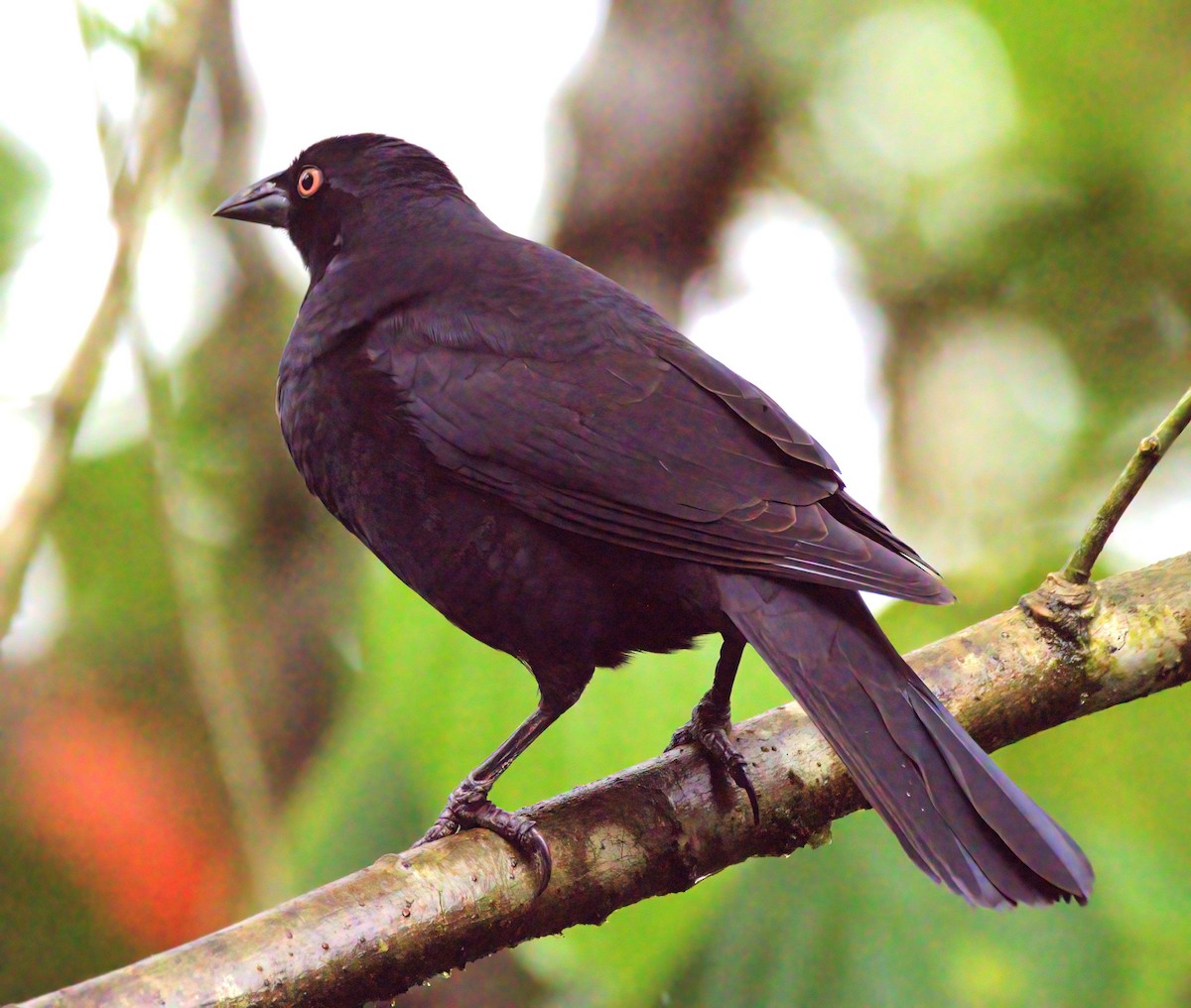 Giant Cowbird - ML620002461