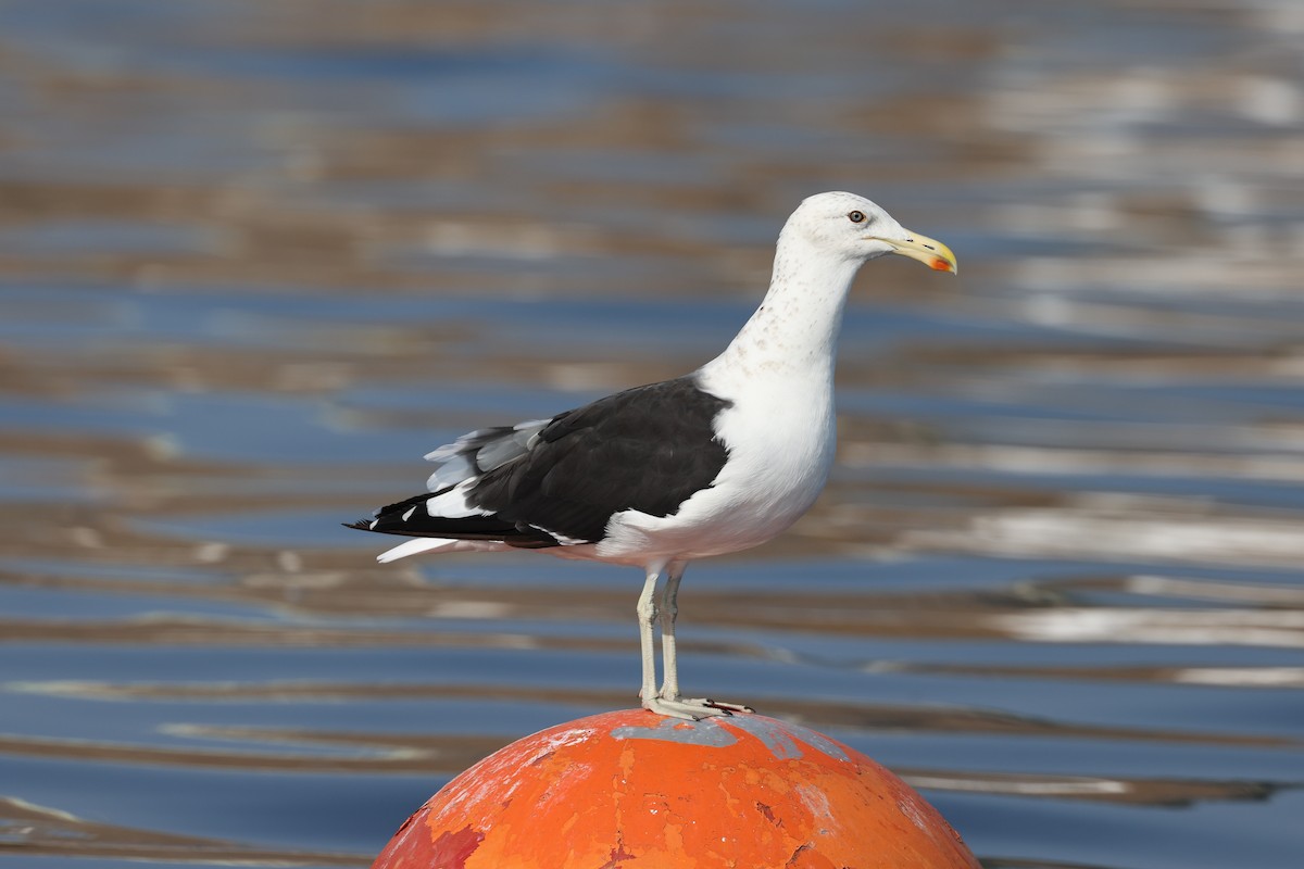 Kelp Gull - ML620002466