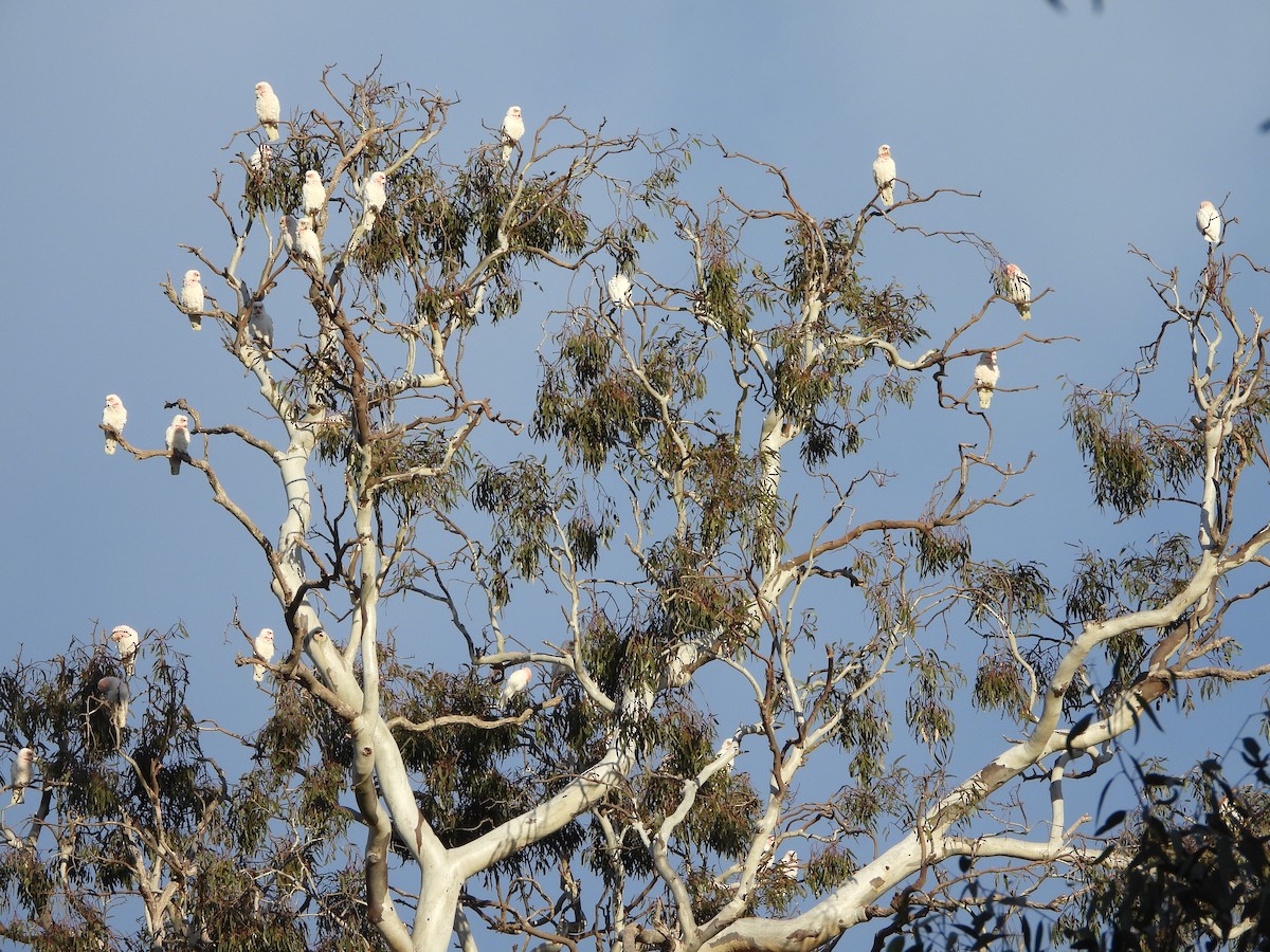 Long-billed Corella - ML620002468