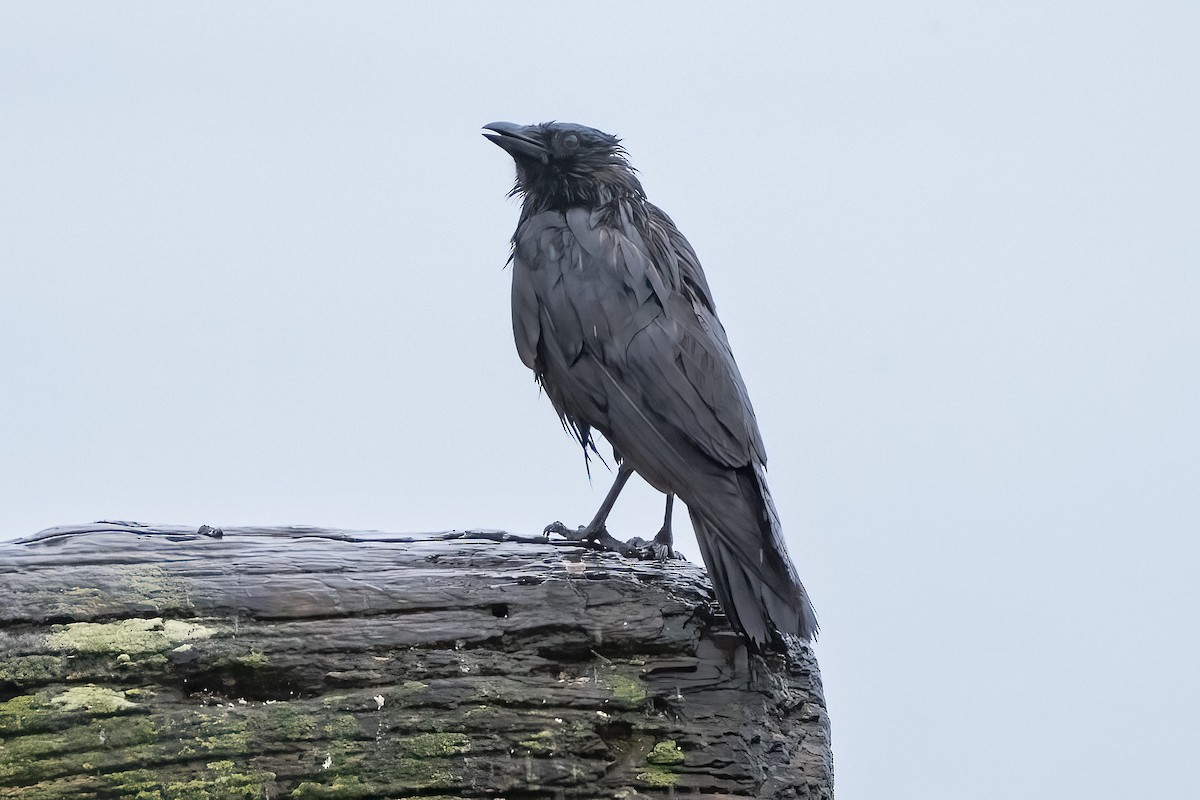 American Crow - ML620002472