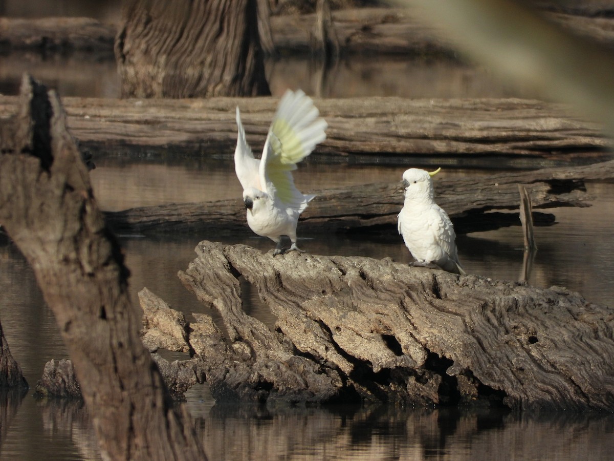 Sulphur-crested Cockatoo - ML620002473