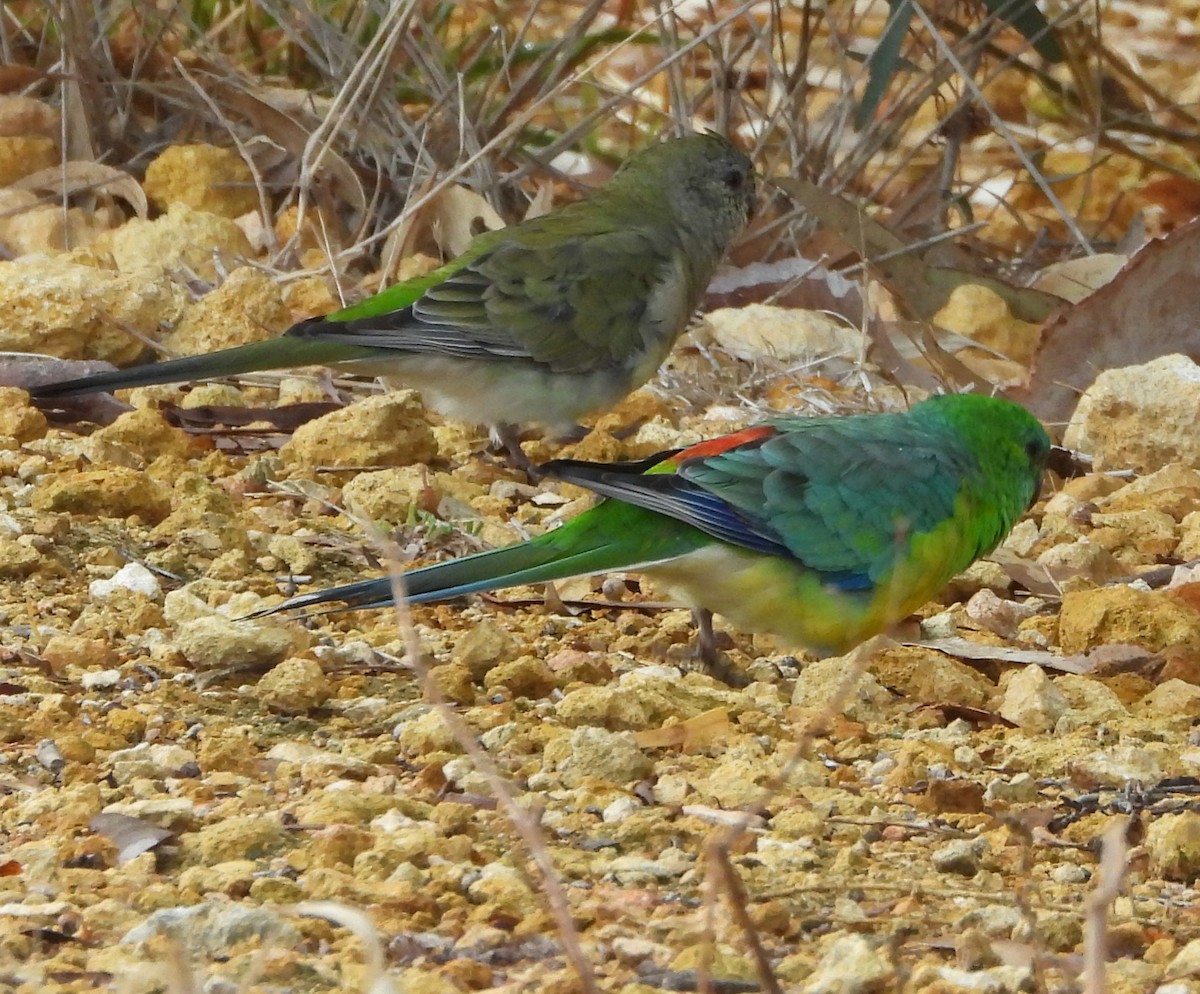 Red-rumped Parrot - ML620002476