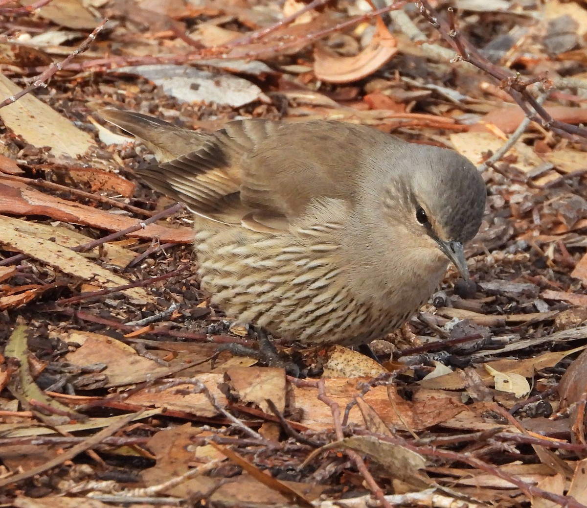 Brown Treecreeper - ML620002481