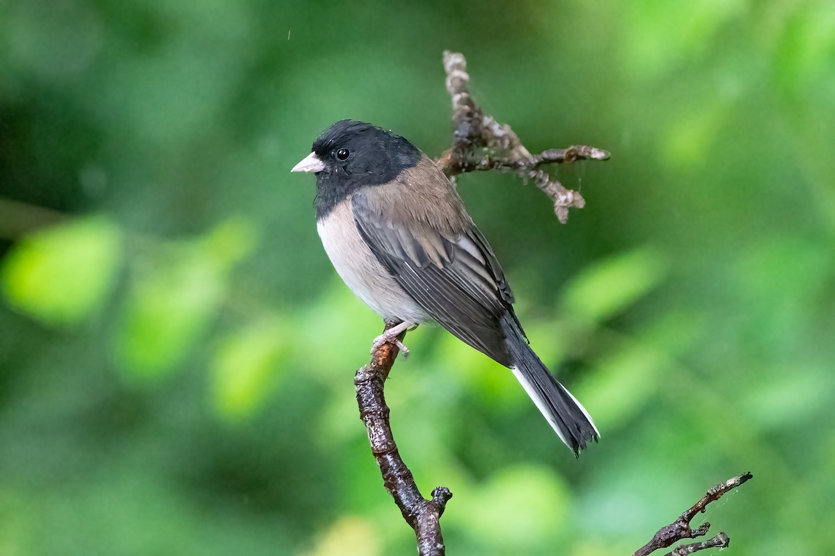 Dark-eyed Junco (Oregon) - ML620002482