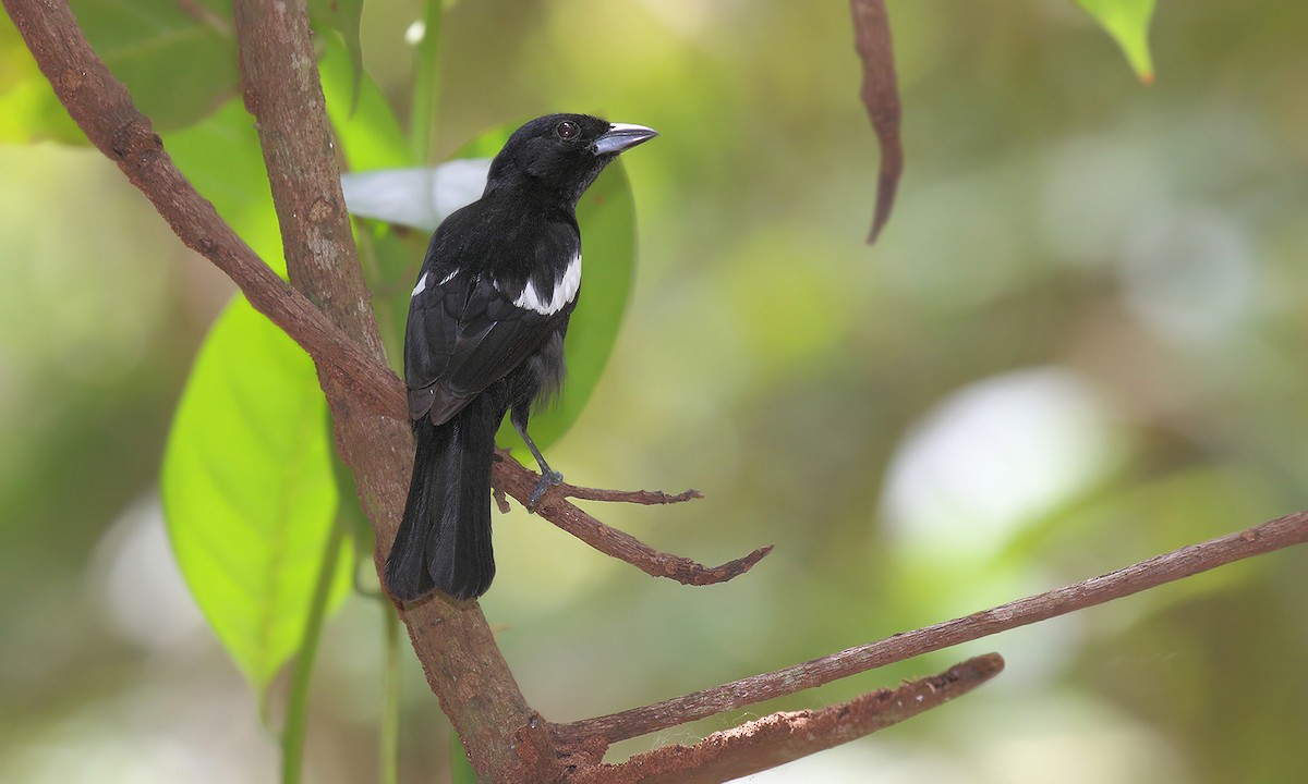 White-shouldered Tanager - ML620002485