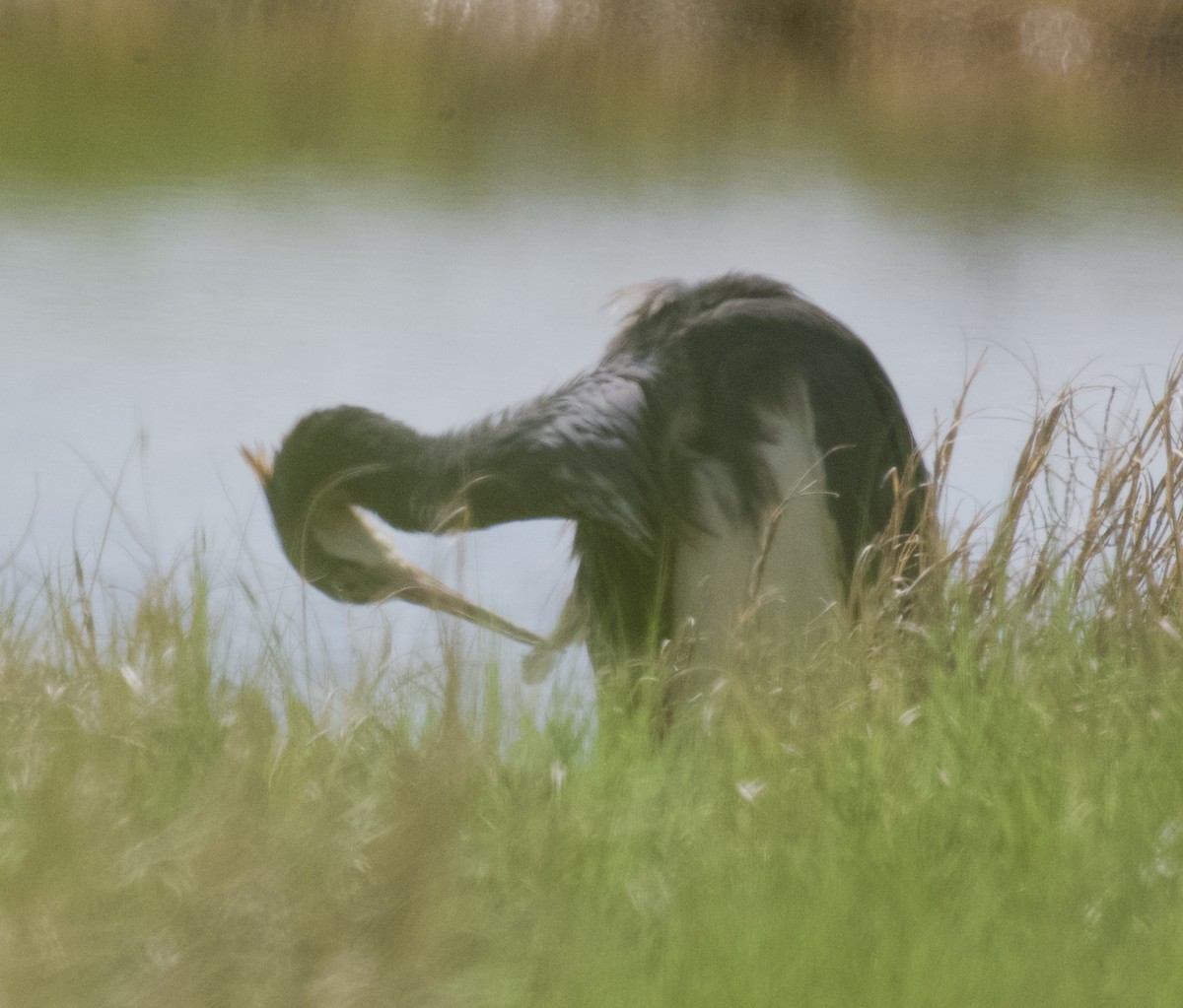 Tricolored Heron - ML620002497