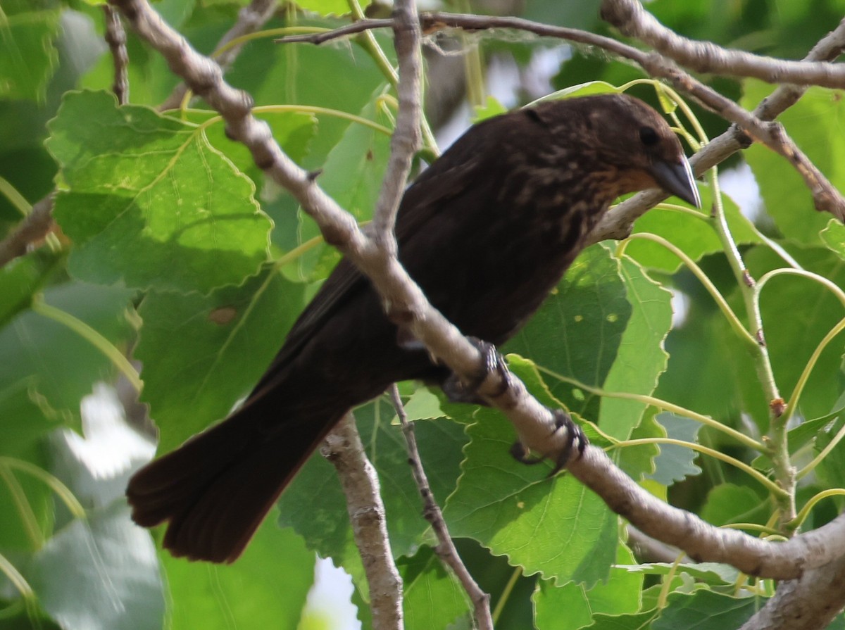 Great-tailed Grackle - ML620002502