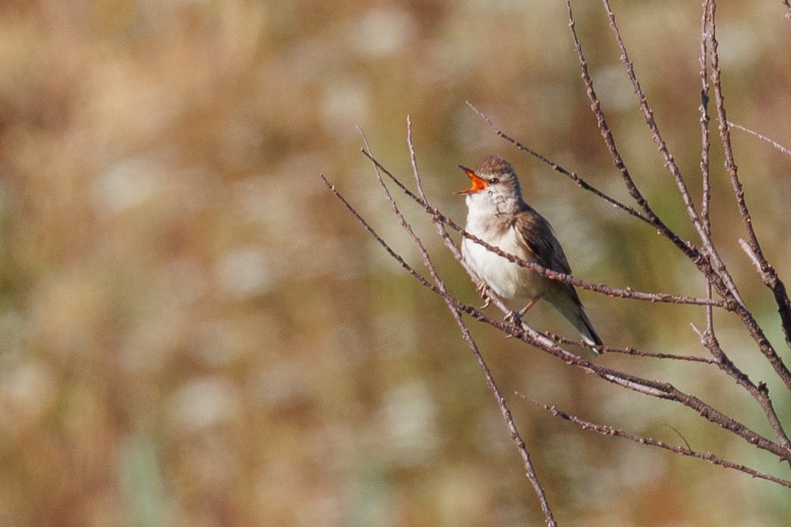 Great Reed Warbler - ML620002505