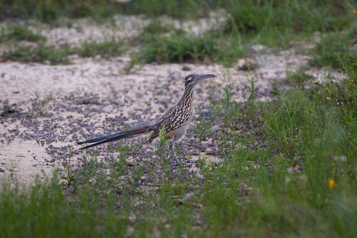eBird Checklist - 3 Jun 2024 - Balcones Canyonlands NWR--Doeskin Ranch ...