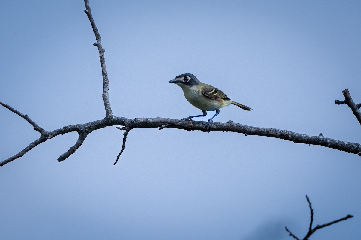 svarthettevireo - ML620002512