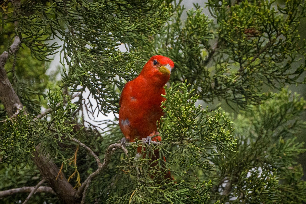 Piranga Roja - ML620002517