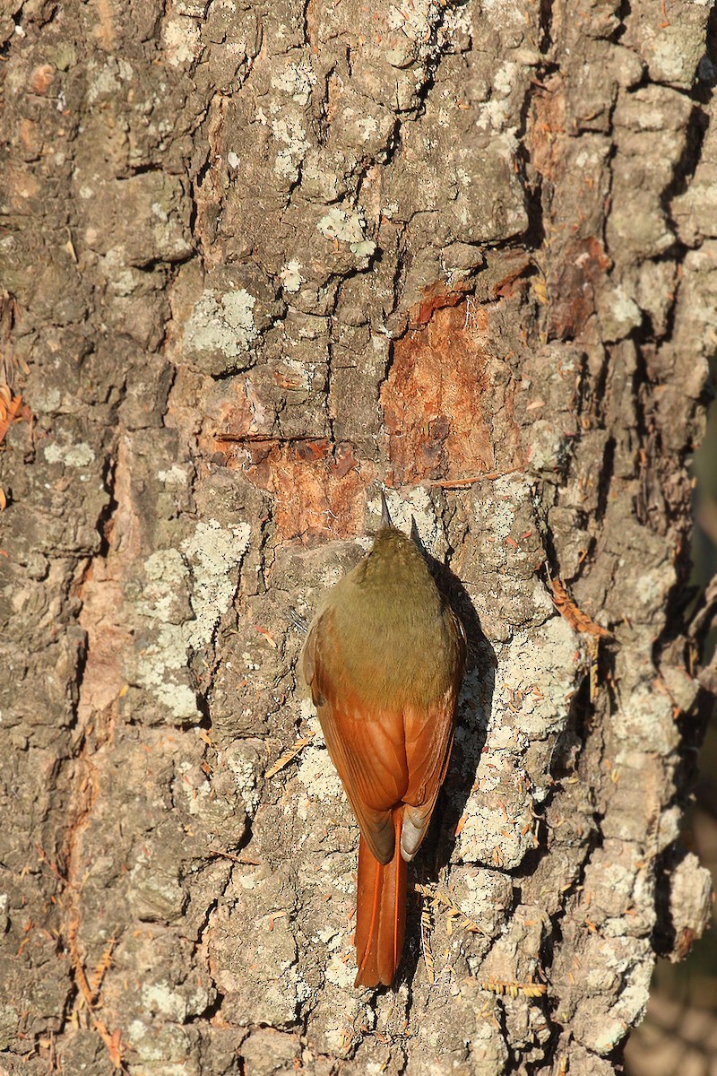 Olivaceous Woodcreeper - ML620002518