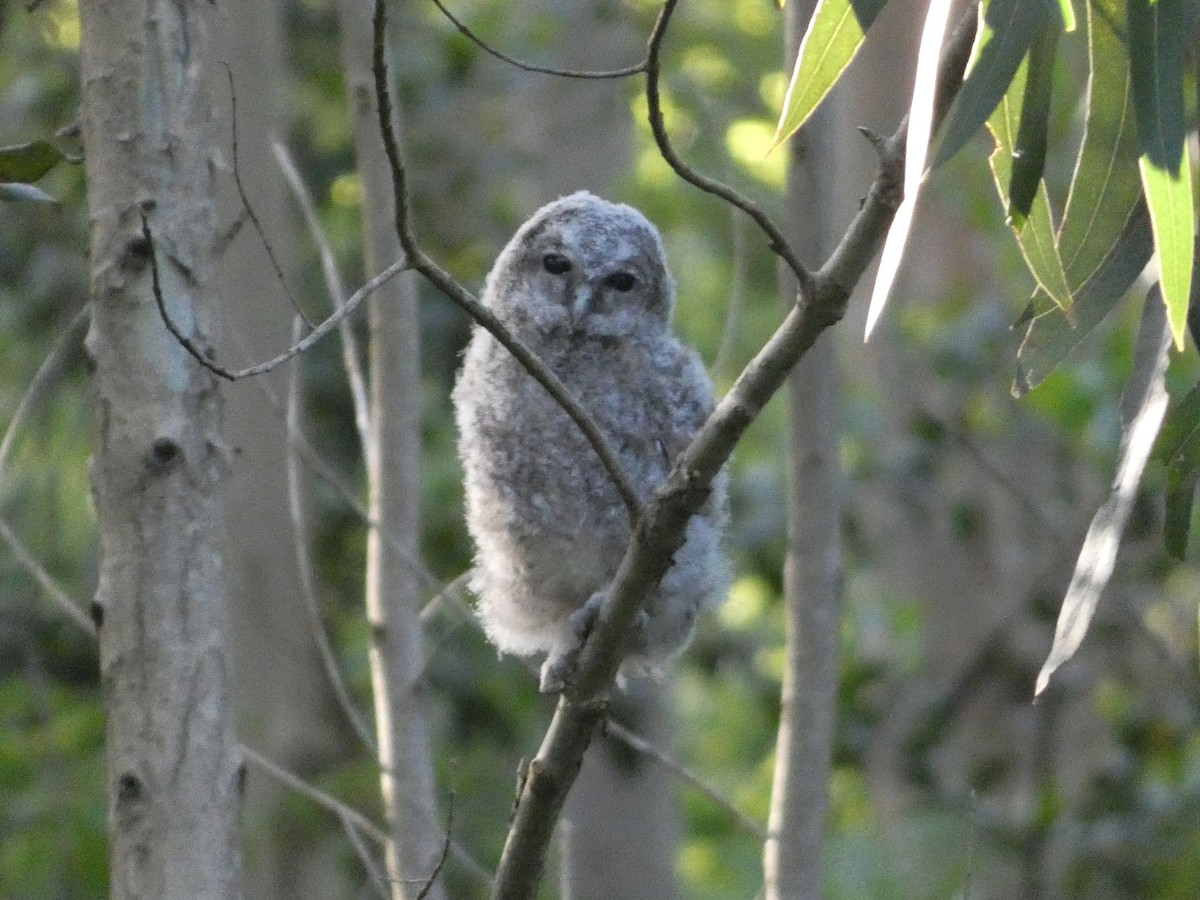 Tawny Owl - ML620002524