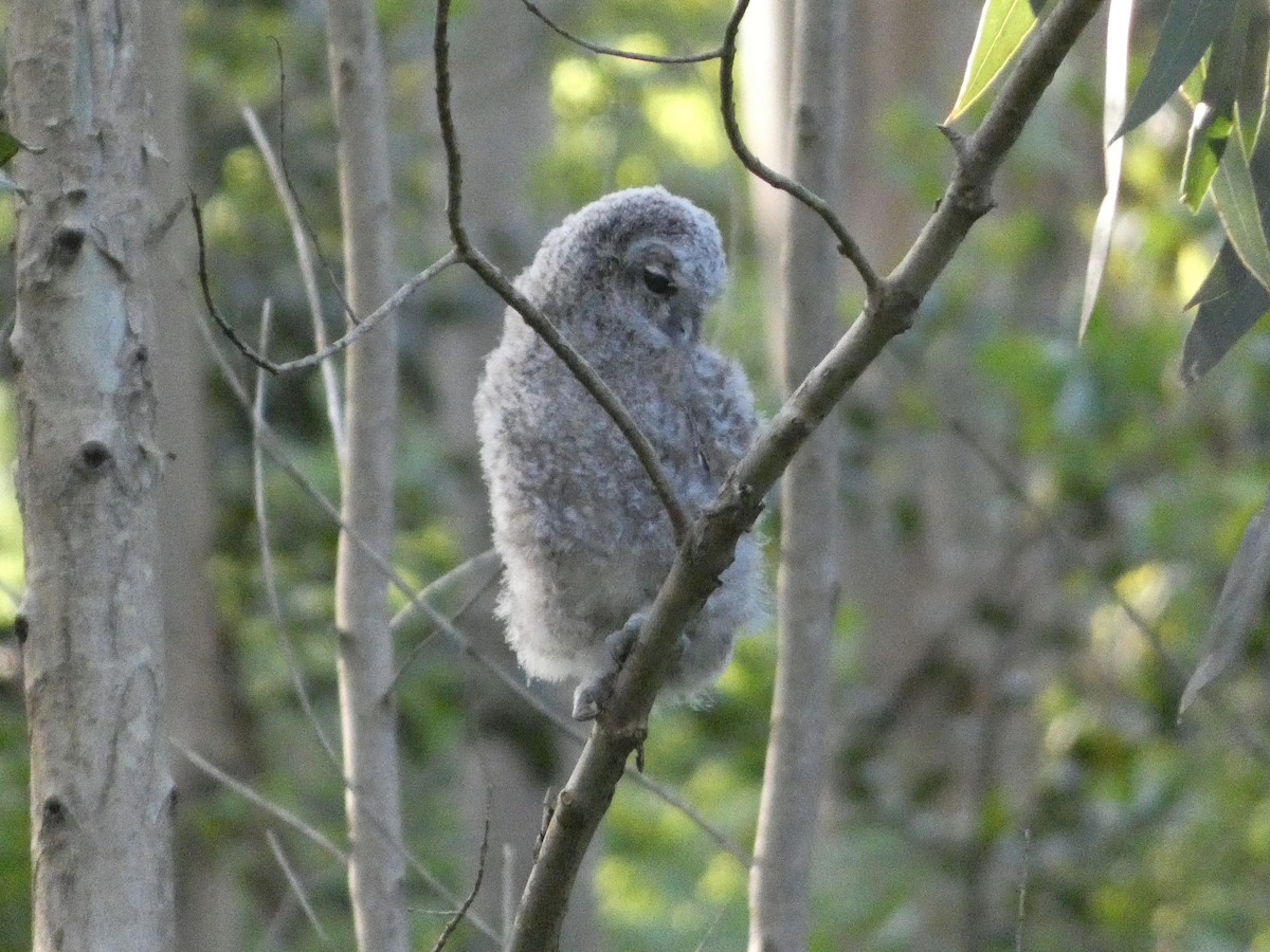 Tawny Owl - ML620002525