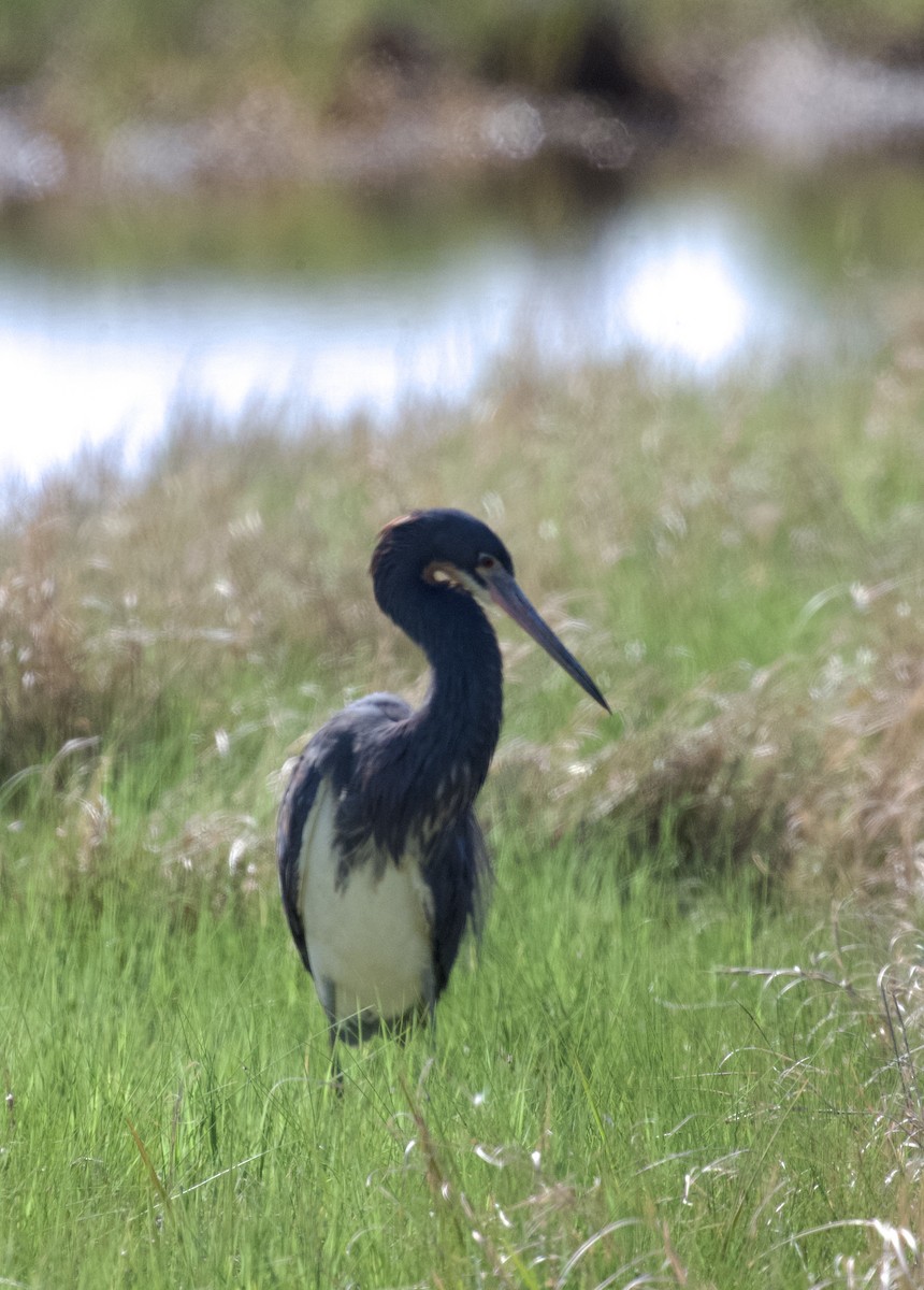 Tricolored Heron - ML620002529