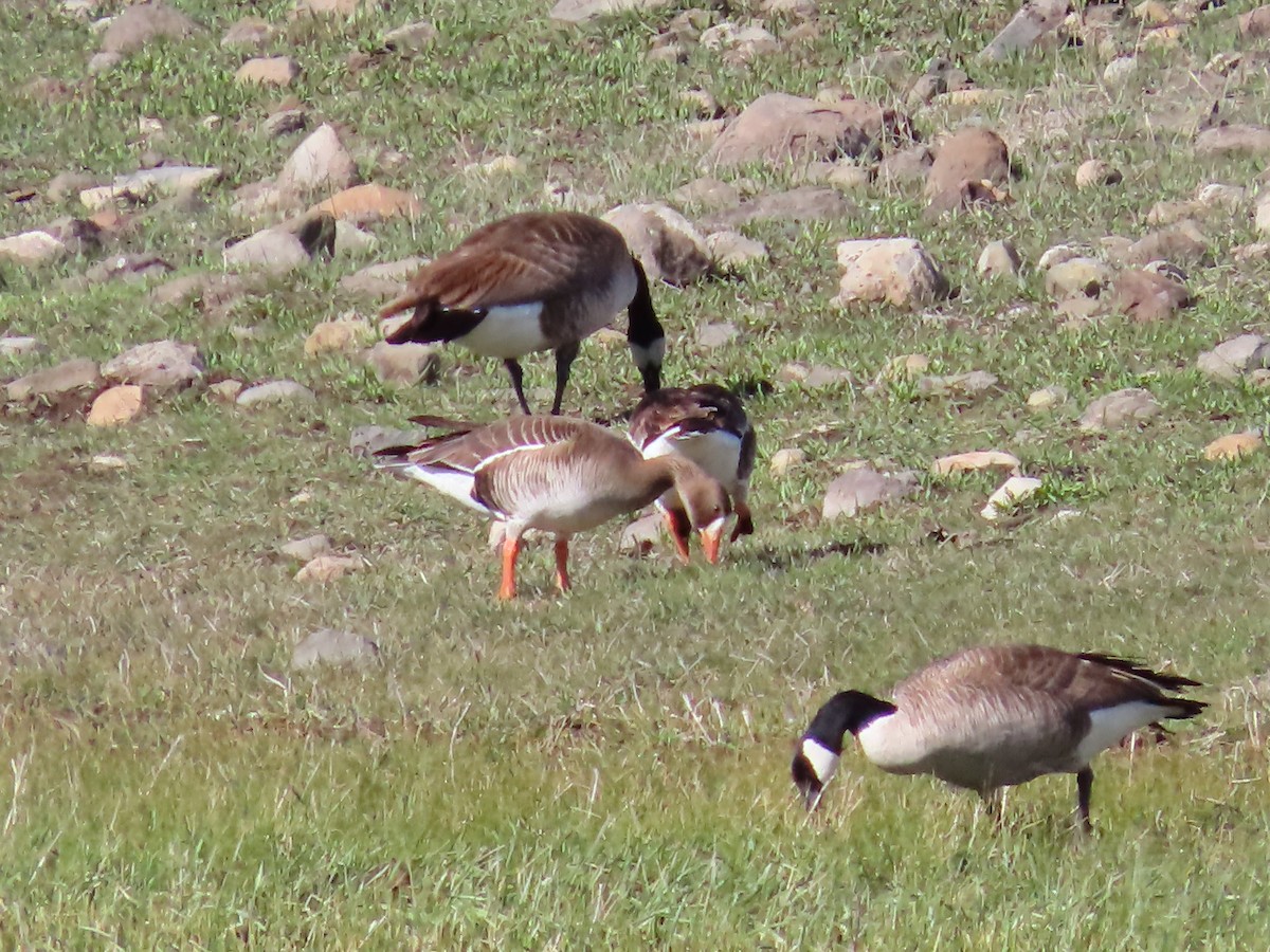 Greater White-fronted Goose - ML620002531