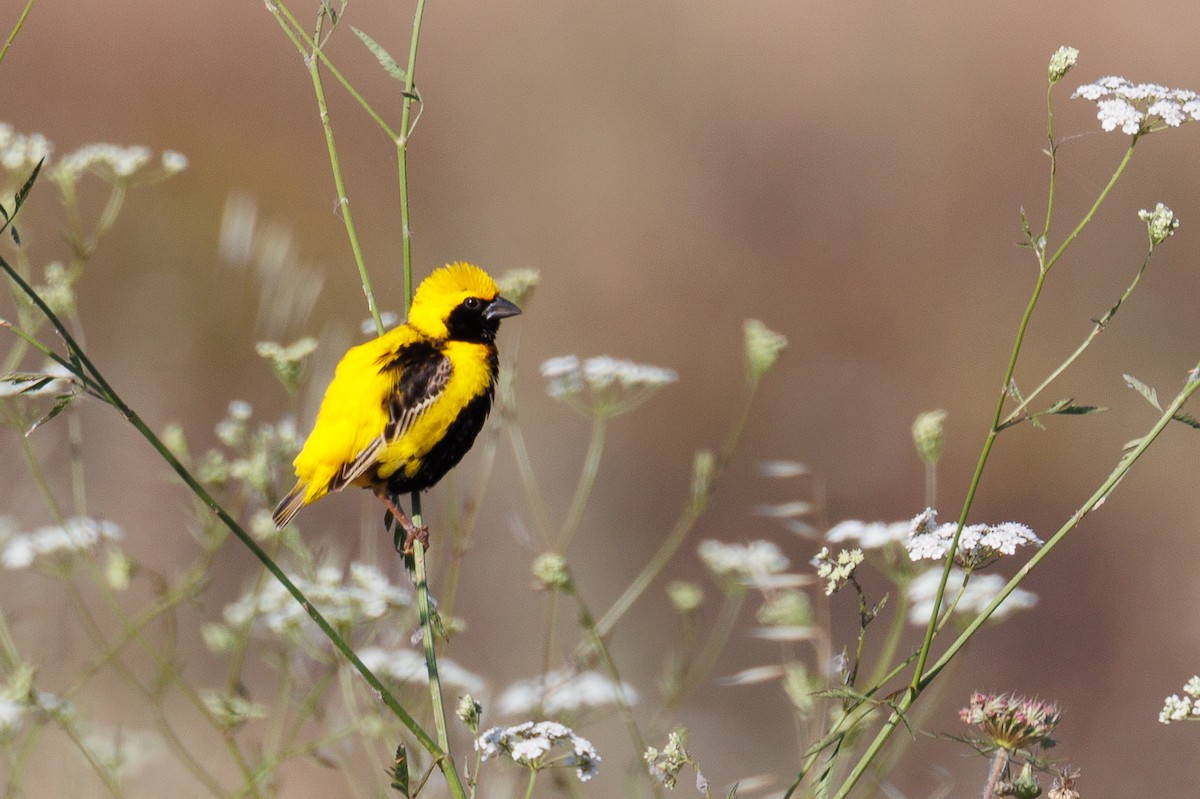 Yellow-crowned Bishop - ML620002537