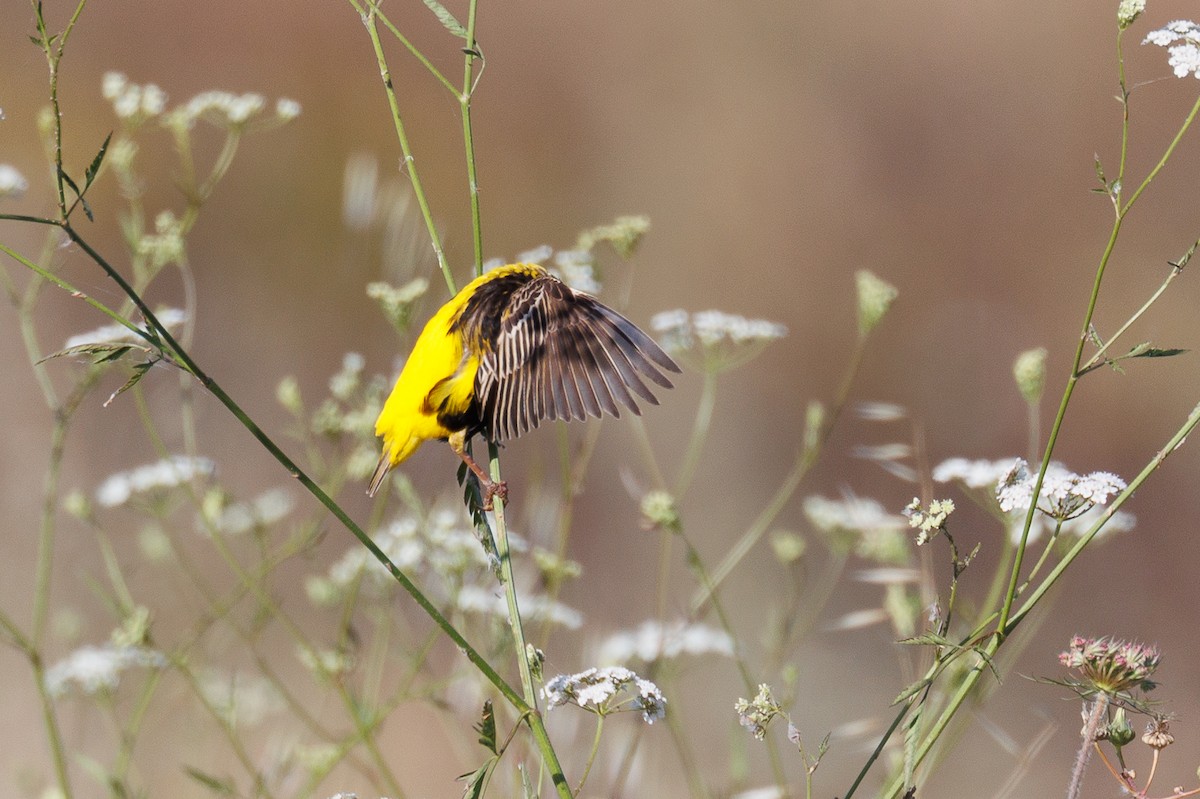 Yellow-crowned Bishop - ML620002538