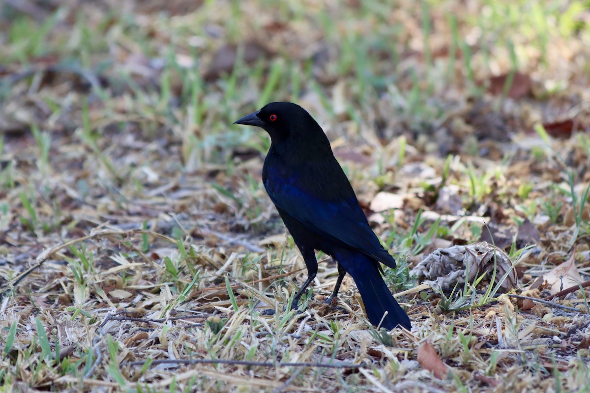 Bronzed Cowbird - ML620002539