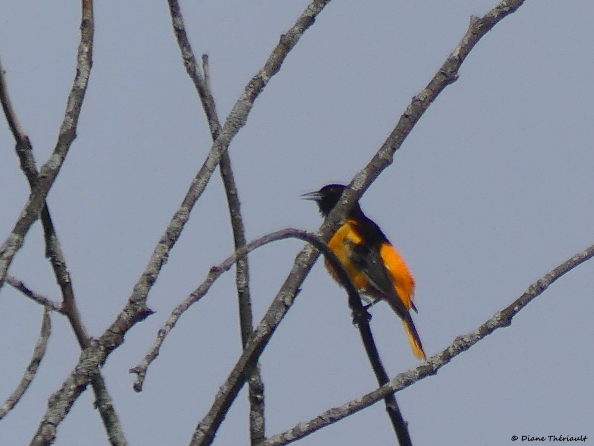 Oriole de Baltimore - ML620002547