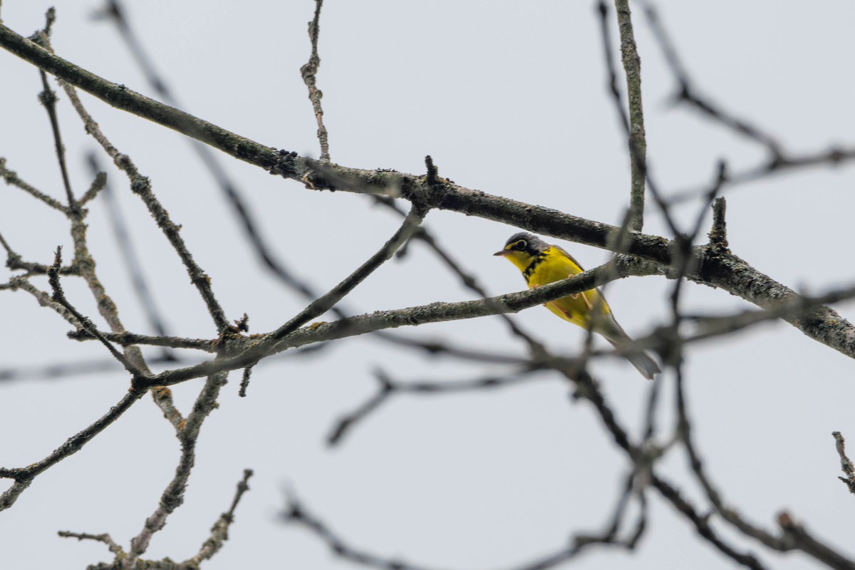 Canada Warbler - ML620002550