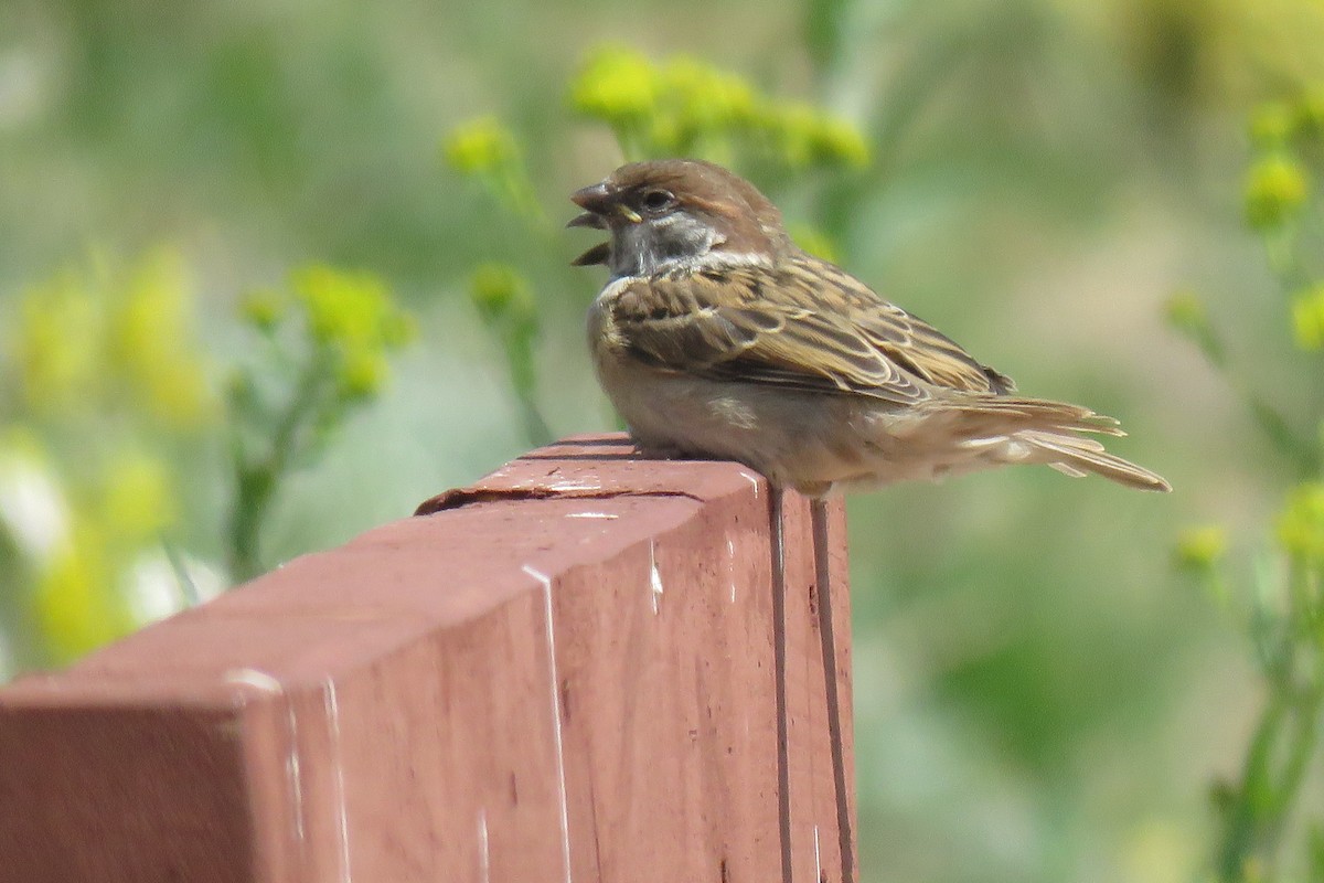 Eurasian Tree Sparrow - ML620002555