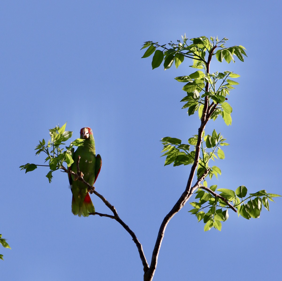 White-fronted Parrot - ML620002556