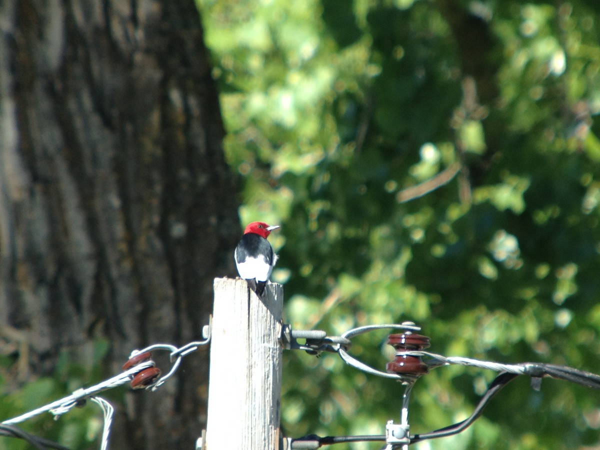 Red-headed Woodpecker - ML620002557