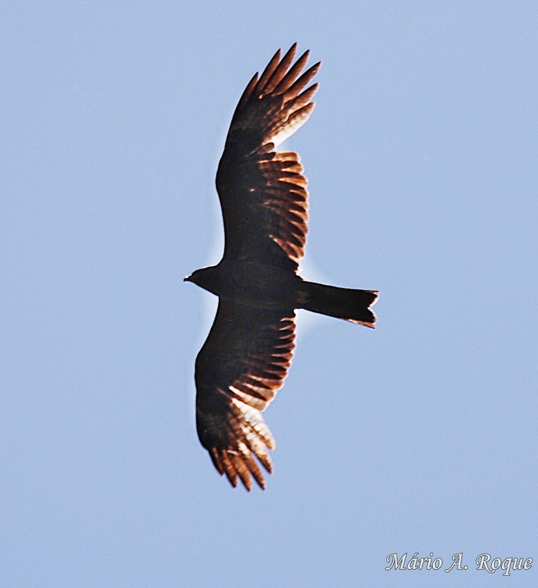 Black Kite - ML620002558